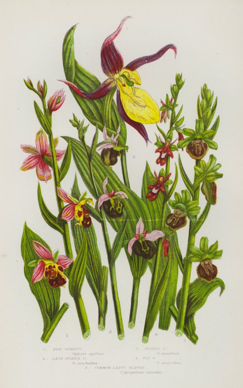 Blommande växter i Storbritannien: Bee Ophrys, Late Spider Ophrys, Spider Ophrys, Fly Ophrys, Common Lady