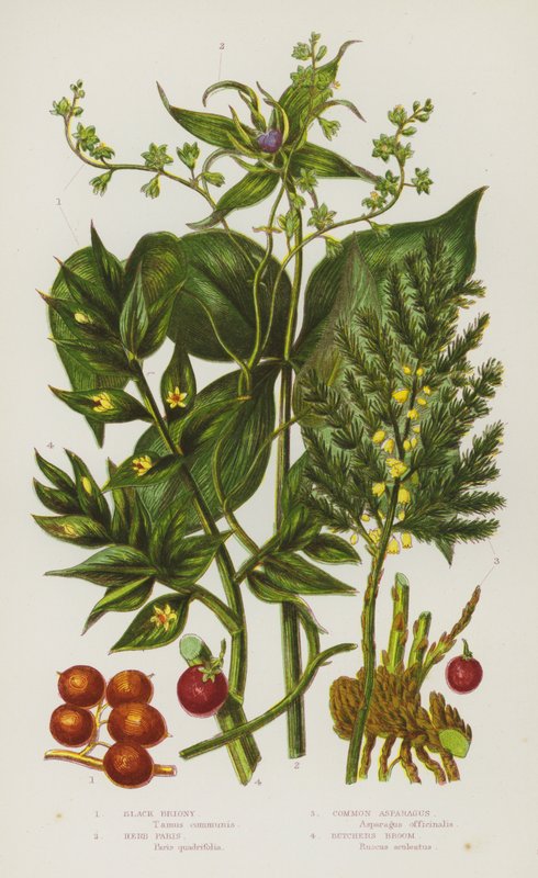 Blommande växter i Storbritannien: Black Briony, Herb Paris, Common Sparris, Butchers Broom (färg litho) av English School