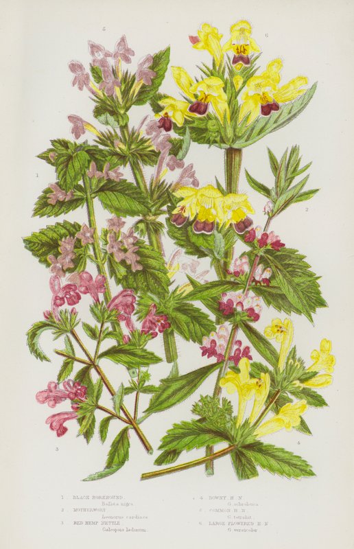 Blommande växter i Storbritannien: Black Horehound, Motherwort, Red Hemp Nettle, Downy Hemp Nettle, Common Hemp Nettle, Large Flowered Hemp Nettle (färglitografi) av English School