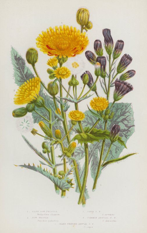 Blommande växter i Storbritannien: blåsuggtistel, gråtistel, majssuggtistel, vanlig ettårig sugtistel, skarpfransad årssuggtistel (färg litho) av English School