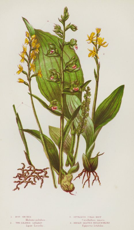 Blommande växter i Storbritannien: mossorchis, tvåbladig liparis, sporlös korallrot, bredbladig helleborin (färg litho) av English School