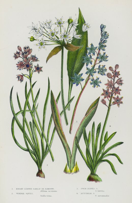 Blommande växter i Storbritannien: bredbladig vitlök eller ramslök, vernal Squill, Twin Leaved Squill, Autumnal Squill (färg litho) av English School