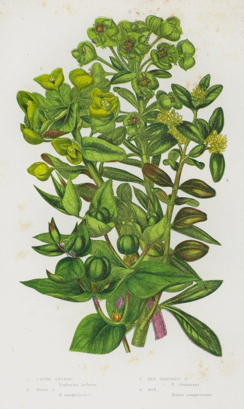 Blommande växter i Storbritannien: Caper Spurge, Wood Spurge, Red Shrubby Spurge, Box (färg litho) av English School