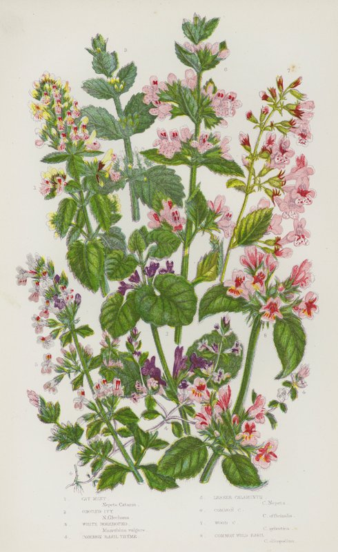 Blommande växter i Storbritannien: Kattmynta, mald murgröna, vit horehound, basilikatimjan, mindre kalamintha, vanlig kalamintha, träkalamintha, vanlig vild basilika (färg litho) av English School