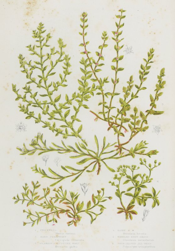 Blommande växter i Storbritannien: kycklinggräs, sandstroppört, söndersprängd vört, hårig spruckört, slingrande knutgräs, fyrbladiga alla frön (färg litho) av English School