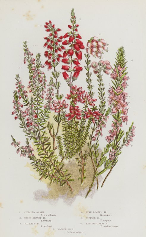 Blommande växter i Storbritannien: Ciliated Heath, Cross Leaved Heath, Mackay