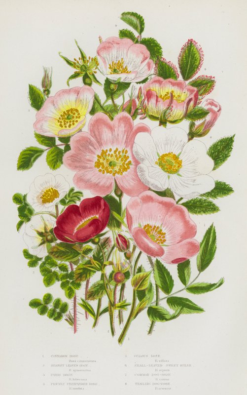 Blommande växter i Storbritannien: Kanelros, Burnet leafed Rose, Irish Rose, Prickly Unexpanded Rose, Villous Rose, Small-leaved Sweet Briar, Common Dog-Rose, Trailing Dog-Rose (litho färg) av English School