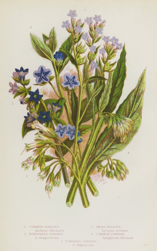 Blommande växter i Storbritannien: Alkanet, Evergreen Alkanet, Small Bugloss, Common Comfrey, Tuberous Comfrey (färg litho) av English School