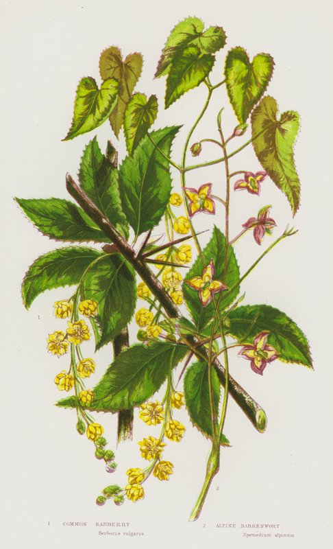 Blommande växter i Storbritannien: vanlig berberis, alpin kardört (färg litho) av English School