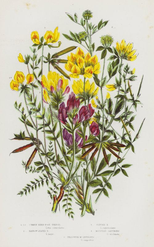 Blommande växter i Storbritannien: Vanlig fågelspringa, smalbladig trefots trefot, slank fågelskalle, Mountain Oxytropis, Gulaktig M Oxytropis (färg litho) av English School