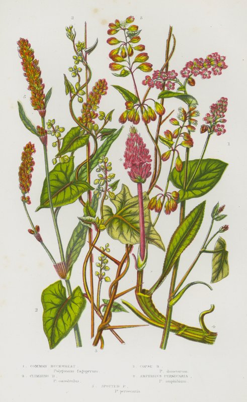 Blommande växter i Storbritannien: vanligt bovete, klättrande bovete, bergsbovete, amfibisk persicaria, fläckig persicaria (färg litho) av English School