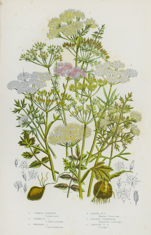 Blommande växter i Storbritannien: kummin, knölknöl, kummin, jordnötter, bränd snäckbräcka, bränd rödbräcka (färg litho) av English School