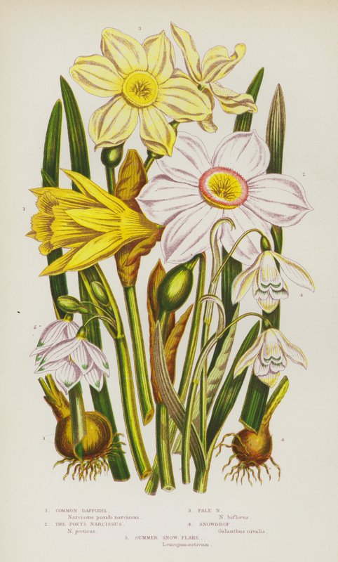 Blommande växter i Storbritannien: Vanlig påsklilja, The Poets Narcissus, Pale Narcissus, Snödroppe, Sommarsnöflinga (färglitografi) av English School