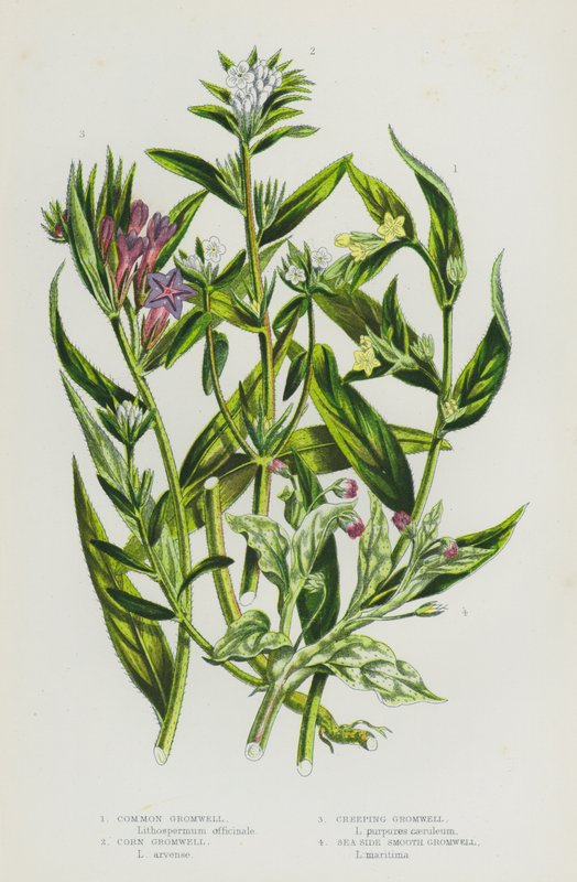 Blommande växter i Storbritannien: Common Gromwell, Corn Gromwell, Creeping Gromwell, Sea Side Smooth Gromwell (färg litho) av English School