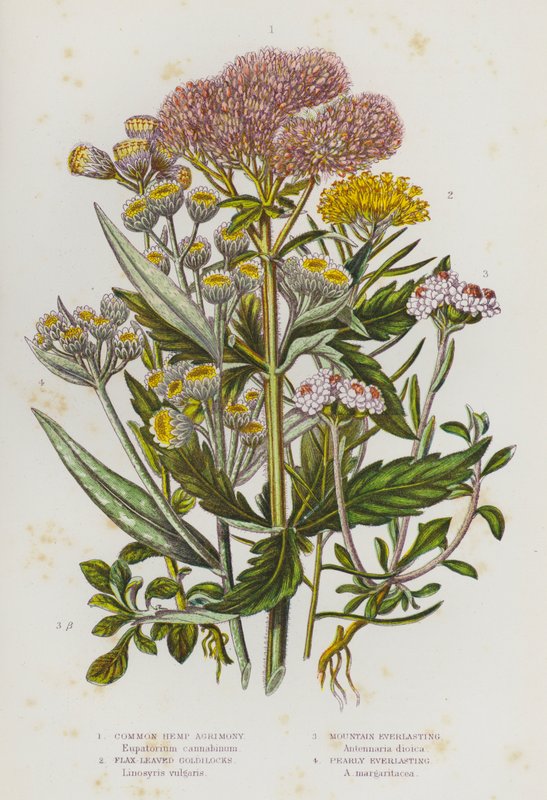 Blommande växter i Storbritannien: Vanlig hampa, linbladiga guldlock, Mountain Everlasting, Pearly Everlasting (färg litho) av English School
