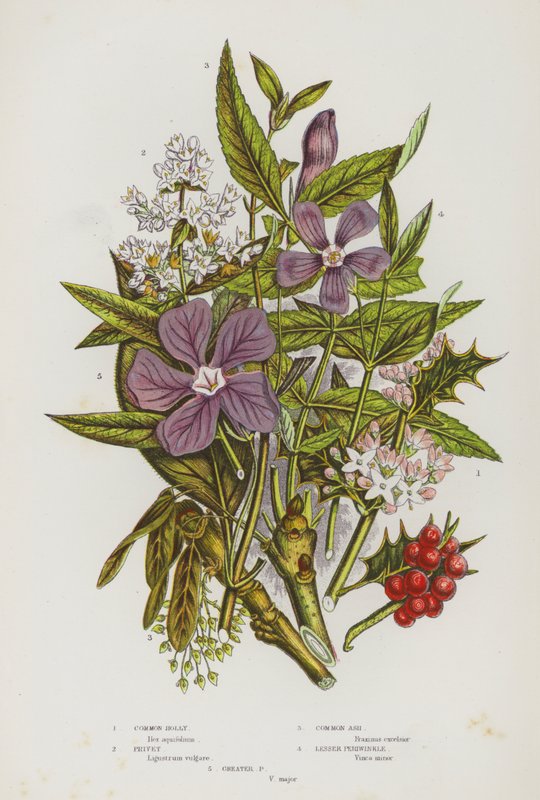 Blommande växter i Storbritannien: Järnek, Liguster, Vanlig Aska, Snäcka, Snäcka (färg litho) av English School