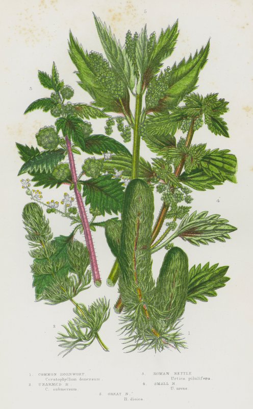 Blommande växter i Storbritannien: hornört, obeväpnad hornört, romersk nässla, liten nässla, stor nässla (färg litho) av English School