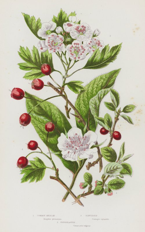 Blommande växter i Storbritannien: Medlar, hagtorn, Cotoneaster (färg litho) av English School