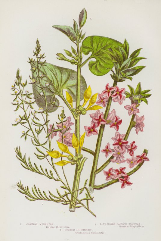 Blommande växter i Storbritannien: Common Mezereon, Lint-Leaved Bastard Toadlin, Common Birthwort (färg litho) av English School
