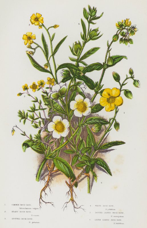 Blommande växter i Storbritannien: Vanlig stenros, grå stenros, fläckig stenros, vit stenros, prickbladig stenros, Ledumbladig stenros (färg litho) av English School