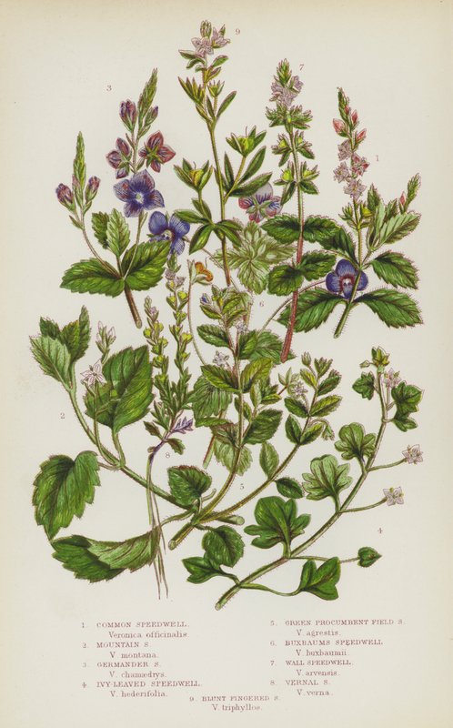 Blommande växter i Storbritannien: Common Speedwell, Mountain Speedwell, Germander Speedwell, Ivy-Leaved Speedwell, Green Procumbent Field Speedwell, Buxbaums Speedwell, Wall Speedwell, Vernal Speedwell, Blunt Fingered Speedwell (färg litho) av English School