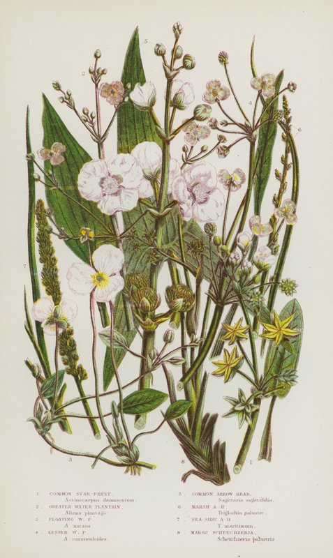 Blommande växter i Storbritannien: Common Star Fruit, Greater Water Plantain, Floating Water Plantain, Lesser Water Plantain, Common Arrow-Head, Marsh Arrow-Head, Sea-Side Arrow-Head, Marsh Scheuchzeria (färg litho) av English School