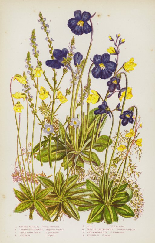 Blommande växter i Storbritannien: Vanlig verbena, vanlig smörboll, storblommig smörboll, alpsmörboll, blek smörboll, stor blåklocka, mellanstor blåklocka, liten blåklocka (färglitografi) av English School