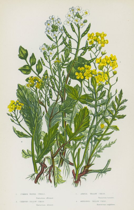 Blommande växter i Storbritannien: Vanlig vattenkrasse, krypande gul krasse, ettårig gul krasse, amfibiegul krasse (färg litho) av English School