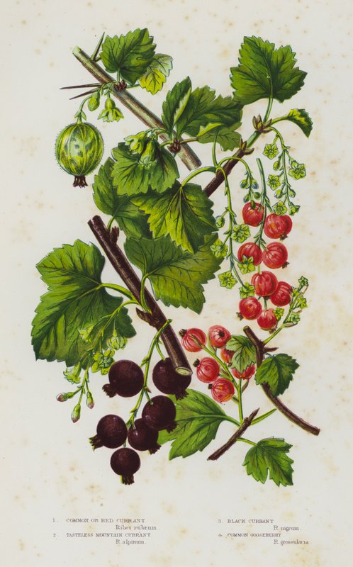 Blommande växter i Storbritannien: vanliga eller röda vinbär, smaklösa bergsvinbär, svarta vinbär, krusbär (färg litho) av English School