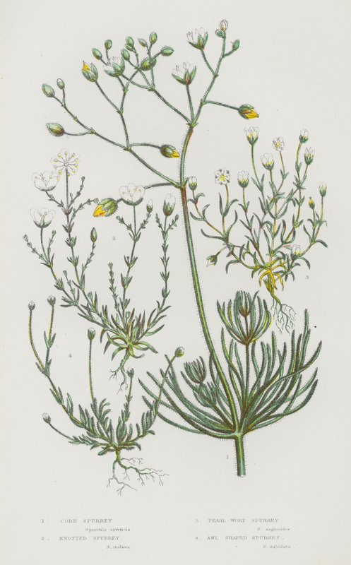 Blommande växter i Storbritannien: Corn Spurrey, Knotted Spurrey, Pearl-Wort Spurrey, Sylformad Spurrey (färg litho) av English School