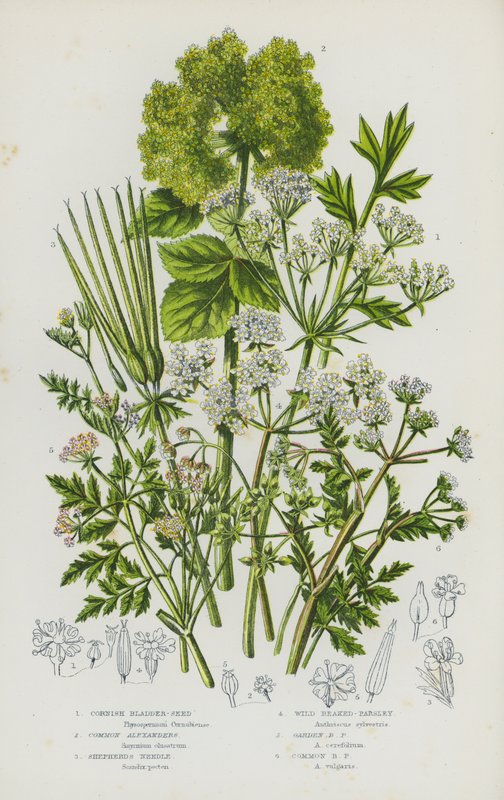 Blommande växter i Storbritannien: Cornish Bladder-Seed, Common Alexanders, Shepherd