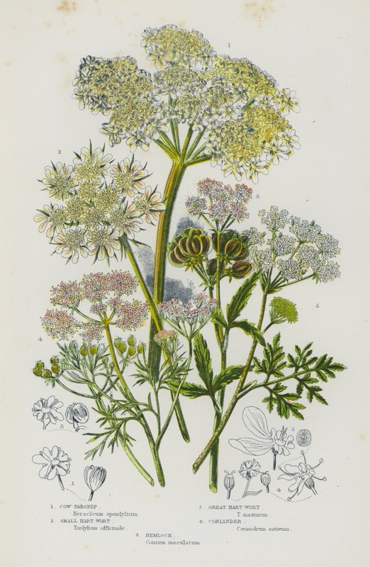 Blommande växter i Storbritannien: ko-palsternacka, liten hjärt-ört, stor hart-ört, koriander, hemlock (färg litho) av English School