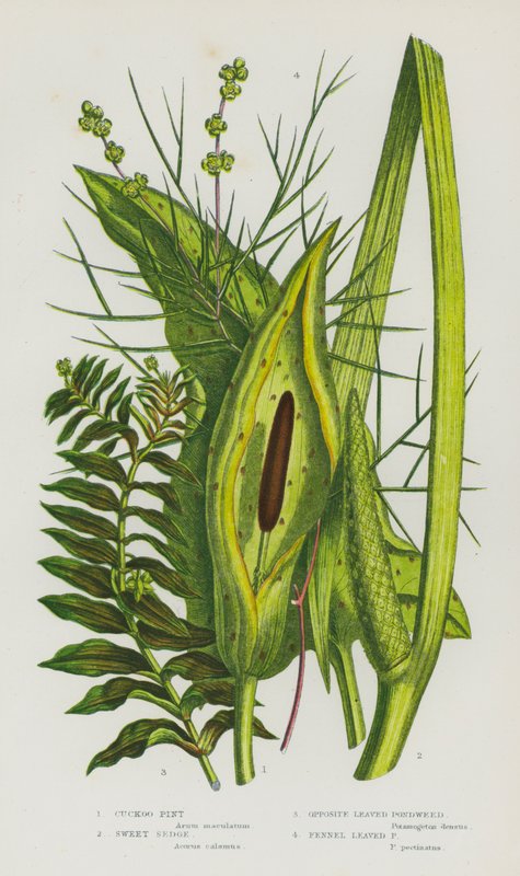 Blommande växter i Storbritannien: Cuckoo Pint, Sweet Sedge, Motsatt bladig damm, fänkål bladig damm (färg litho) av English School