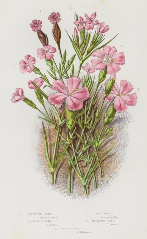 Blommande växter i Storbritannien: Deptford Pink, Proliferous Pink, Clove Pink, Mountain Pink, Maiden Pink (färg litho) av English School