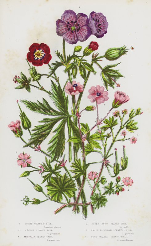 Blommande växter i Storbritannien: Dusky Cranesbill, Meadow Cranesbill, Mountain Crane