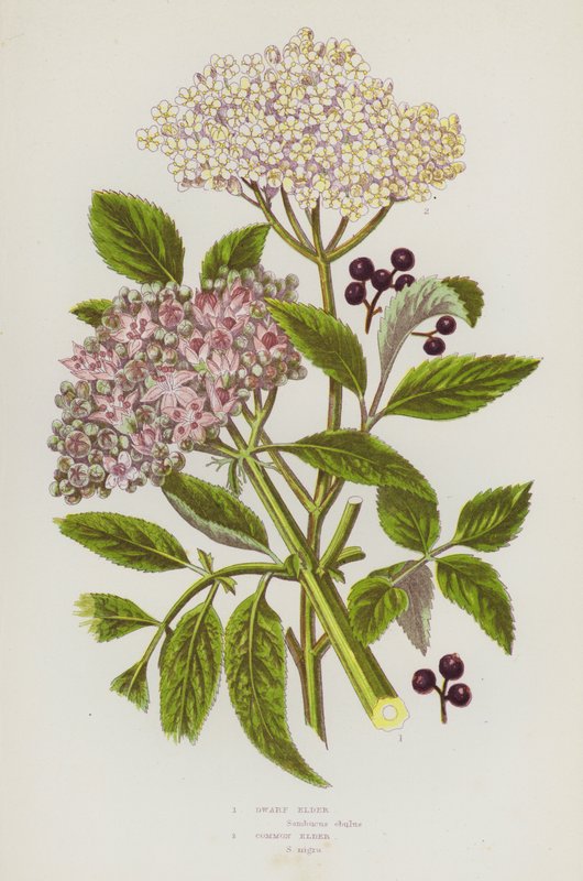 Blommande växter i Storbritannien: dvärgfläder, fläder (färg litho) av English School
