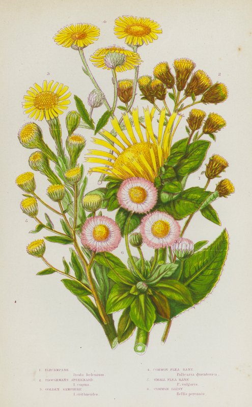 Blommande växter i Storbritannien: Elecampane, Ploughmans Spikenard, Golden Samphire, Common Flea Bane, Small Flea Bane, Common Daisy (färglitografi) av English School