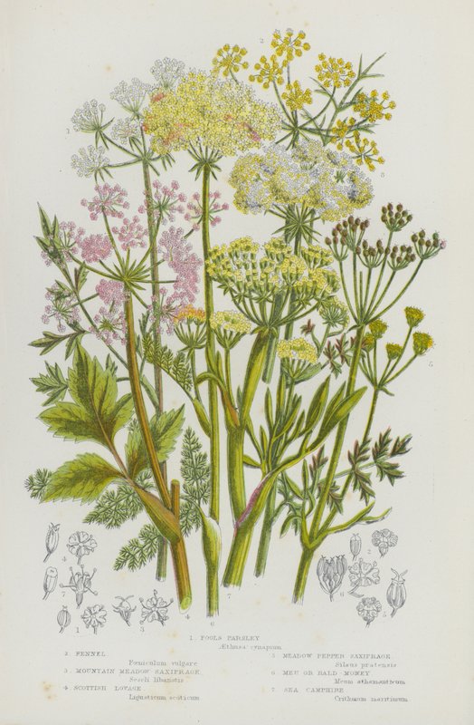 Blommande växter i Storbritannien: Fools Persilja, Fänkål, Mountain Meadow Saxifrage, Scottish Lovage, Meadow Pepper Saxifrage, Meu eller Bald-Money, Sea Camphire (färg litho) av English School