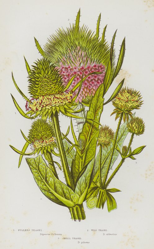 Blommande växter i Storbritannien: Fullers Teasel, Wild Teasel, Small Teasel (litho i färg) av English School