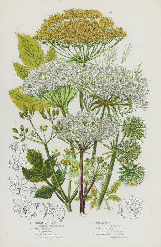 Blommande växter i Storbritannien: Trädgårdsängel, Vild Angelica, Havssvinsfänkål, Marsh Hogs Fänkål, Broad-Leaved Hogs Fänkål, Vanlig vild palsternacka (färg litho) av English School