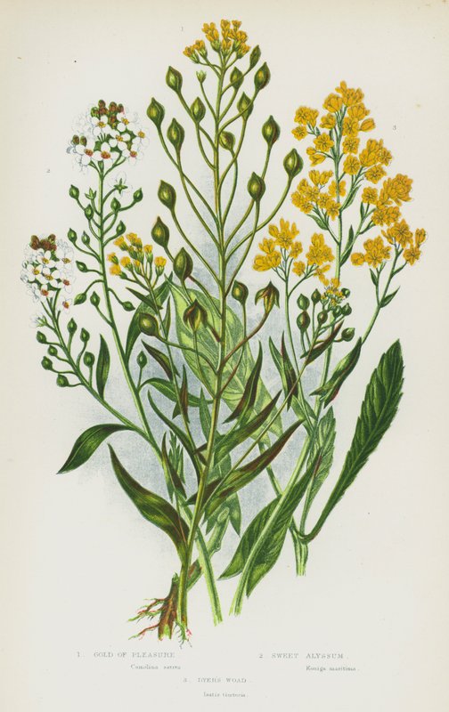 Blommande växter i Storbritannien: Gold of Pleasure, Sweet Alyssum, Dyer