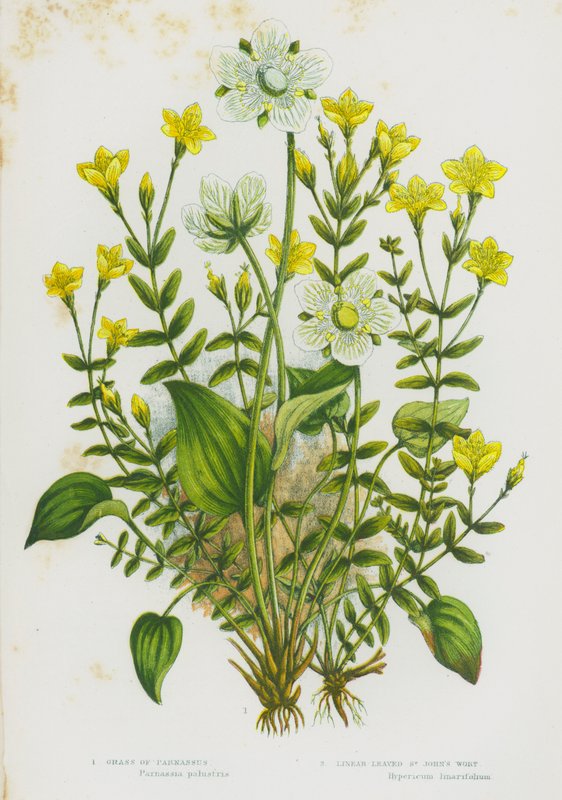 Blommande växter i Storbritannien: Grass of Parnassus, Linear-Leaved St John