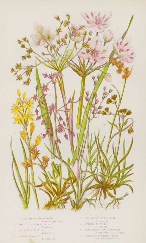 Blommande växter i Storbritannien: Great Hairy Wood Rush, Bredbladed Hairy Wood Rush, Smalbladigt hårig Wood Rush, Field Wood Rush, Curved Mountain Wood Rush, Spiked Mountain Wood Rush, Lancashire Moss Asphodel, Common Flower Rush (färg litho) av English School