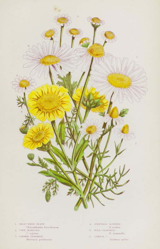 Blommande växter i Storbritannien: Great White Ox-Eye, Majsblomma, Feverfew, Doftfri Mayweed, Wild Chamomile, Common Chamomile (färg litho) av English School