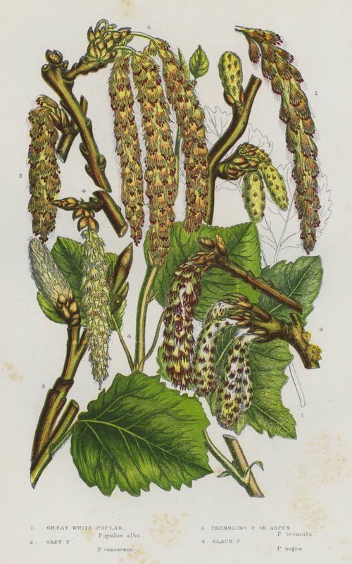 Blommande växter i Storbritannien: Stor vit poppel, gråpoppel, darrande poppel eller asp, svart poppel (färg litho) av English School