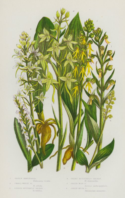 Blommande växter i Storbritannien: Green Habenaria, Small White Habenaria, Lesser Butterfly Orchis, Great Butterfly Orchis, Green Man Orchis, Green Mysk Orchis (färg litho) av English School