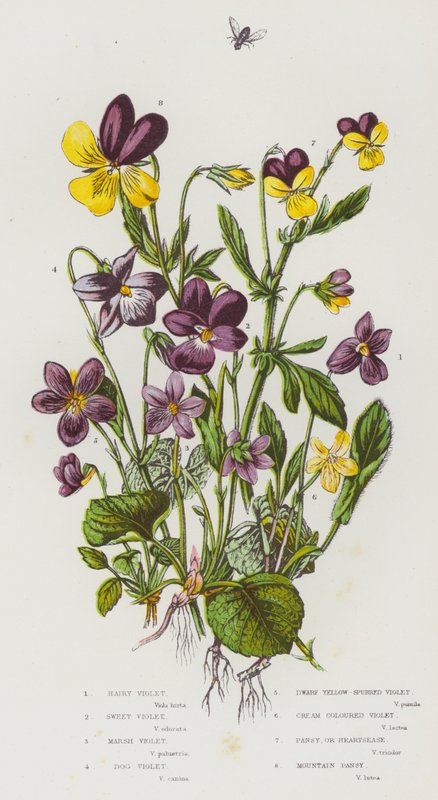 Blommande växter i Storbritannien: Hårig viol, söt viol, kärrviol, hundviol, dvärggul sporrad viol, krämfärgad viol, pensé eller hjärtsjö, bergspensé (färg litho) av English School