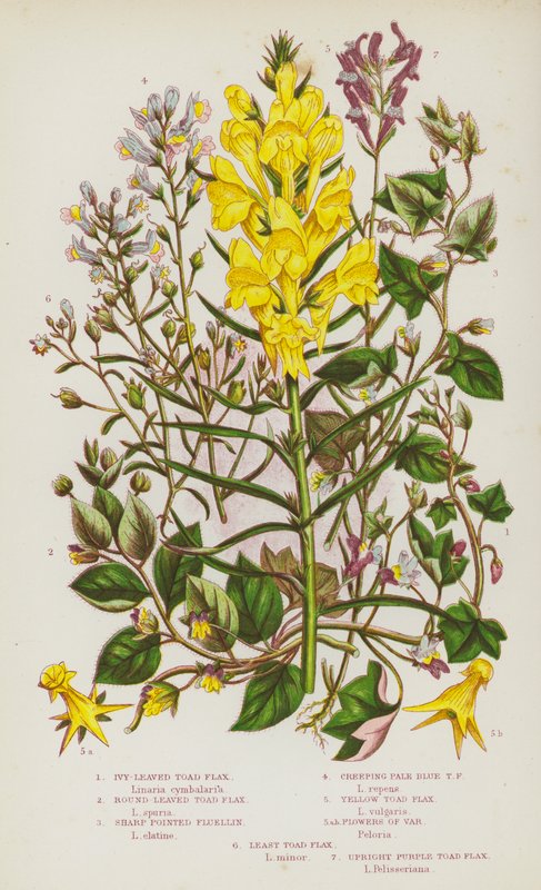 Blommande växter i Storbritannien: murgröna, rundbladig, skarpspetsig fluellin, krypande blekblå, gul, blommor i Var, minsta, upprättstående lila (färglitografi) av English School
