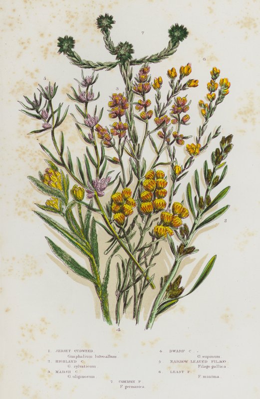 Blommande växter i Storbritannien: Jersey Cudweed, Highland Cudweed, Marsh Cudweed, Dwarf Cudweed, Narrow Bladed Filago, Least Filago, Common Filago (färg litho) av English School