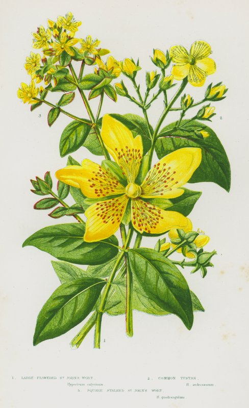 Blommande växter i Storbritannien: Storblommig johannesört, vanlig tustin, fyrkantig johannesört (färg litho) av English School